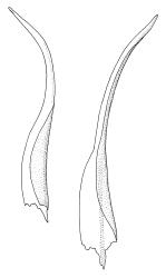 Trematodon mackayi, leaves. Drawn from P.N. Johnson s.n., 21 Nov. 1985, CHR 242721.
 Image: R.C. Wagstaff © Landcare Research 2016 
